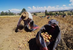 Bajas temperaturas en la sierra sur afectarían al sector agropecuario