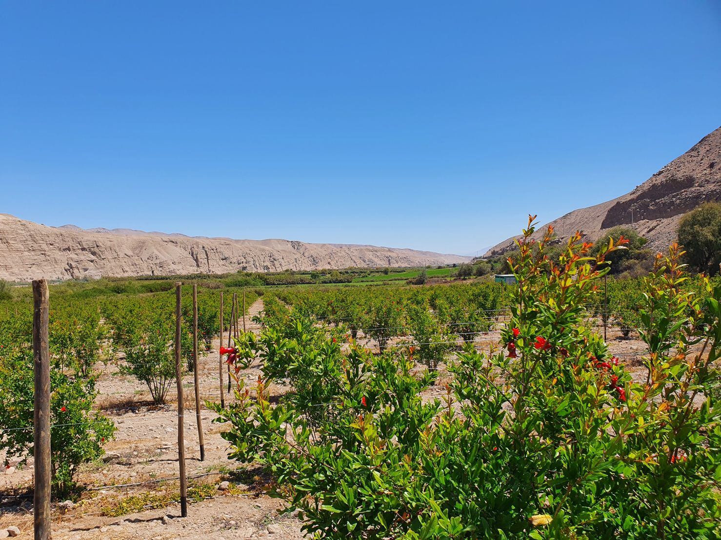 Evergreen Agro se acerca a culminar su primera campaña de exportación de granadas y ahora va por dos nuevos cultivos.