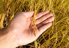 La crisis del arroz se “mueve” de selva a costa: las razones que hoy bajan los precios