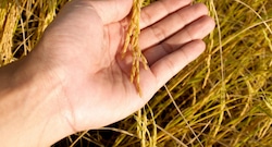 La crisis del arroz se “mueve” de selva a costa: las razones que hoy bajan los precios