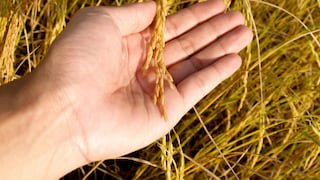 La crisis del arroz se “mueve” de selva a costa: las razones que hoy bajan los precios