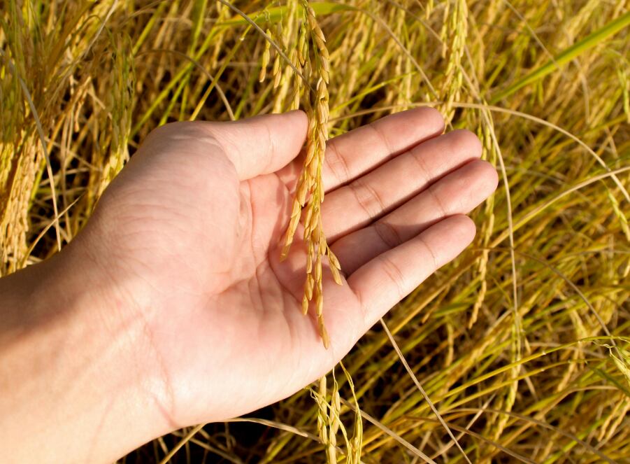 ¿Cuáles son las expectativas sobre el precio del arroz de Perú? (Foto: Andina)