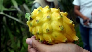 Se abre nuevos mercados para frutas peruanas en Nueva Zelanda, Asia y EE.UU.
