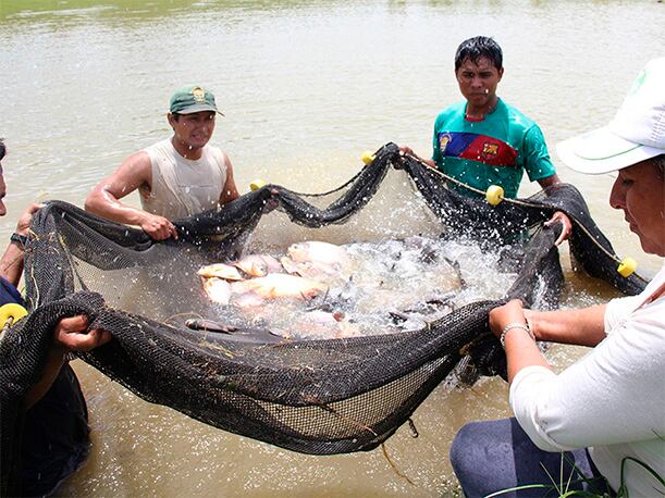 "Existe un enorme potencial fuera de la industria minera y la agroexportación. Nos referimos, por ejemplo, a la industria pesquera de consumo humano directo (CHD) y acuicultura". (Foto: Agencia Andina)