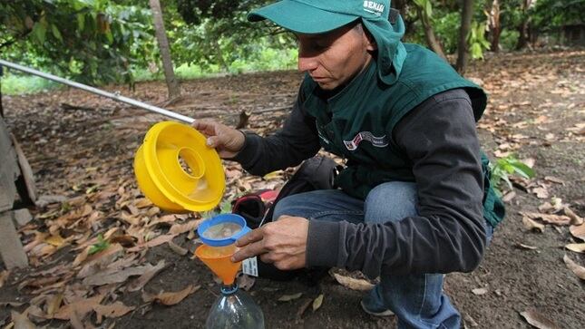 Senasa indicó que ya hay más de 70,000 agricultores beneficiados con campaña de control de mosca de la fruta. (Foto: Senasa)