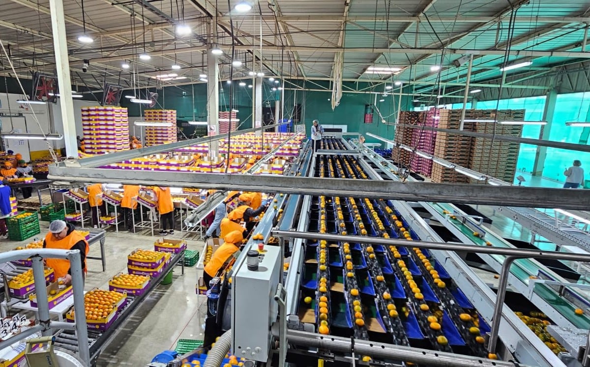 La planta de maquila de T&T Fruits en Huaral comenzó a operar en 2014, enviando su primer contenedor de granadas. (Foto: T&T Fruits).