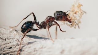 Hormigas del Cretácico ya se comunicaban como las actuales