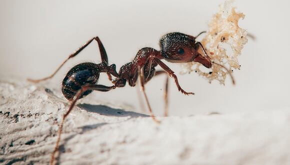 El estudio, realizado a partir del análisis de tres hormigas conservadas en ámbar, demuestra que estas hormigas eran sofisticadas comunicadoras químicos, como las de hoy en día (Foto: Pixabay)