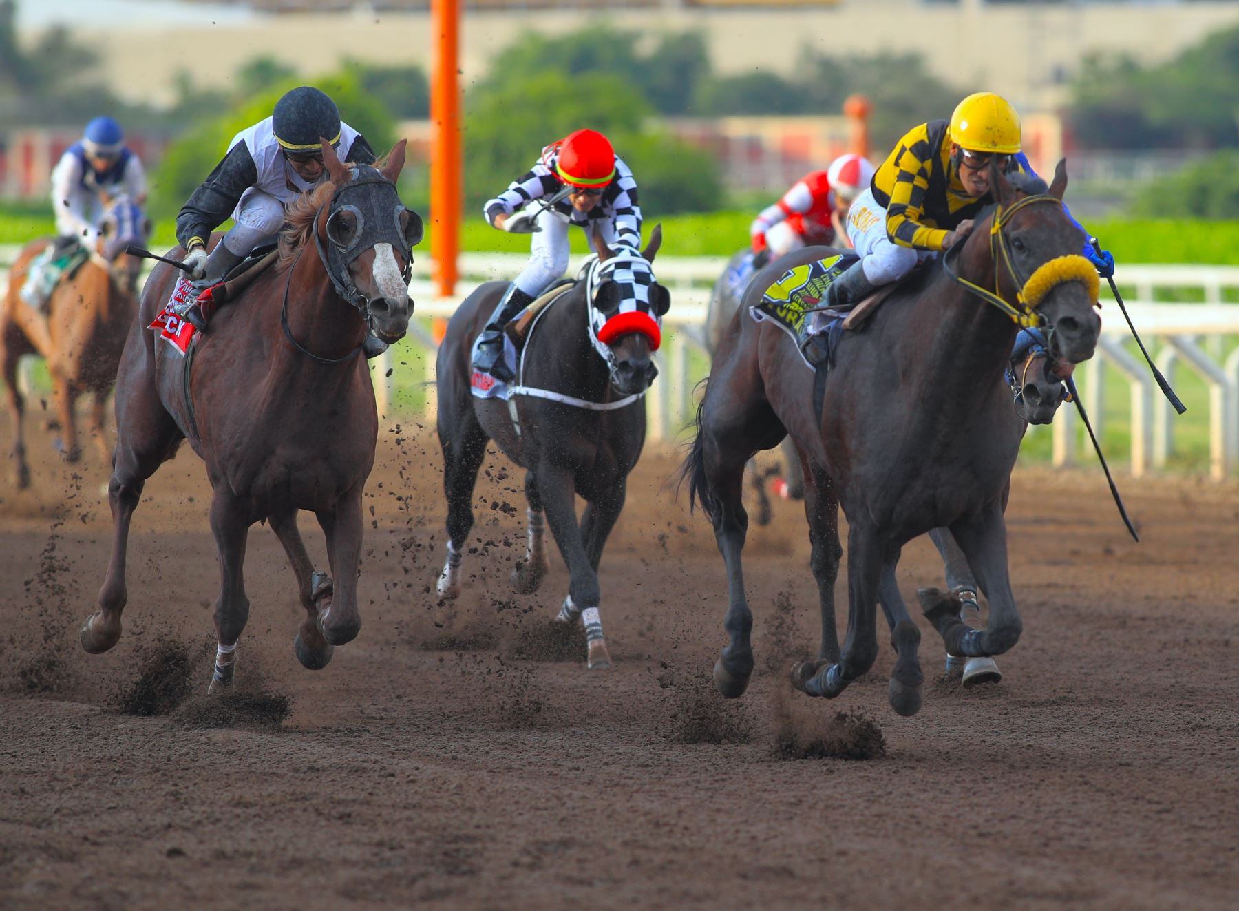 Sobre la actividad hípica, después de una década de caída sostenida en el monto de las apuestas, el club cerrará el año con un incremento importante. Foto: Referencial