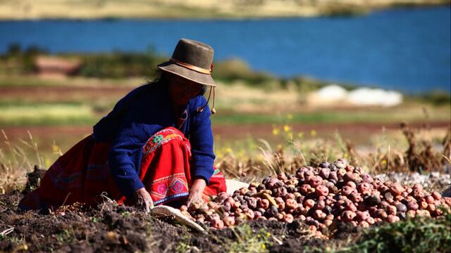 FAO: producción agrícola de Latinoamérica crecerá 12% en  próxima década entre retos