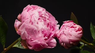 Peonías de Chile ingresarán al Perú: sector hotelero y decoración en la mira