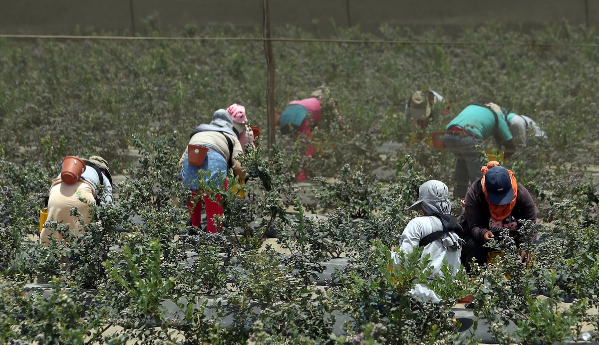 Arándanos. Generan los mayores márgenes brutos a agroexportadoras. (Foto: GEC)