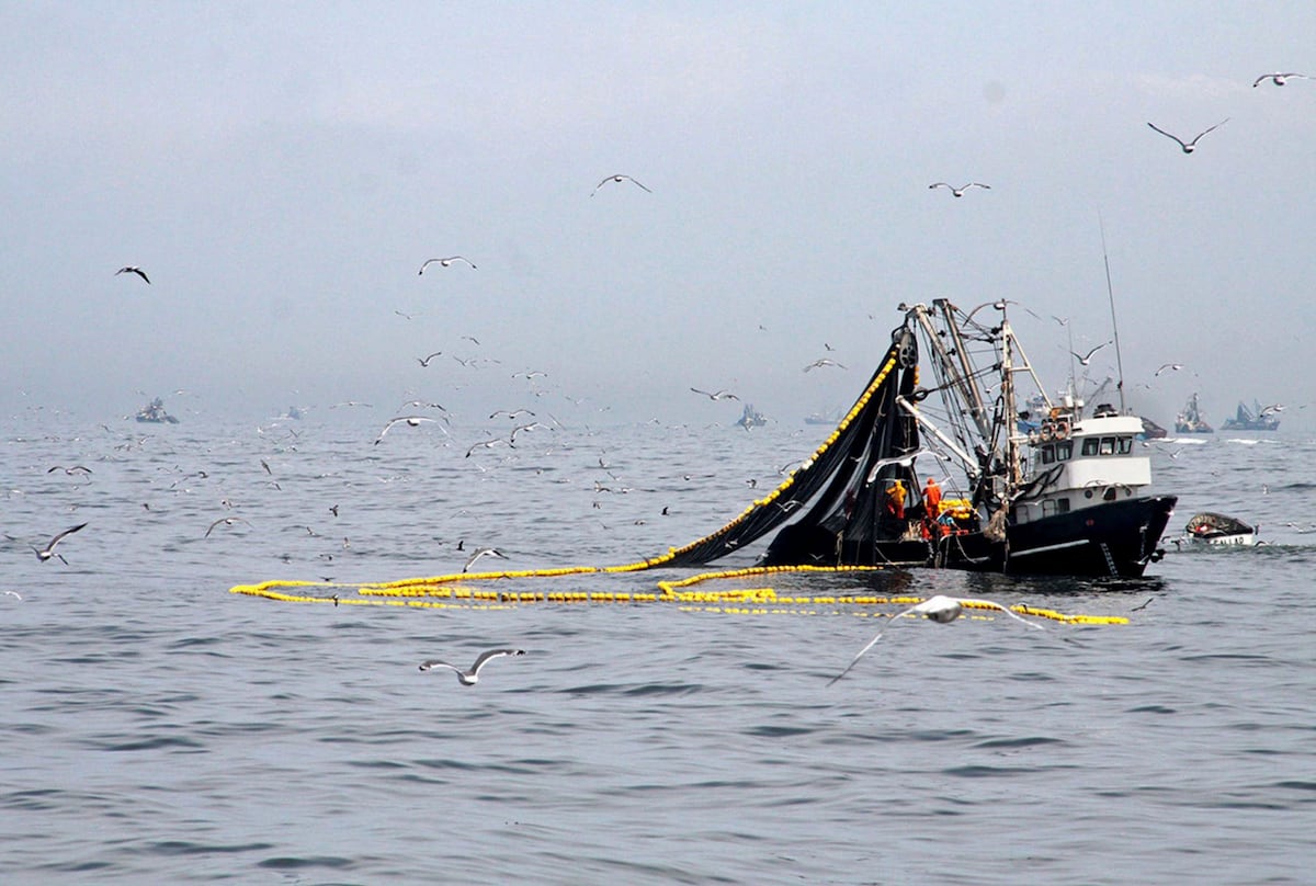 La pesca de anchoveta se seguirá viendo afectada por el FEN, según expertos (Foto: Difusión)