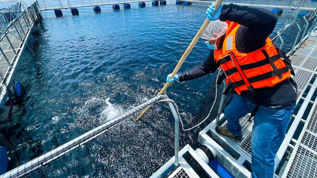 Sanipes trabaja proyecto del reglamento de sanciones sanitarias para pesca y acuicultura 