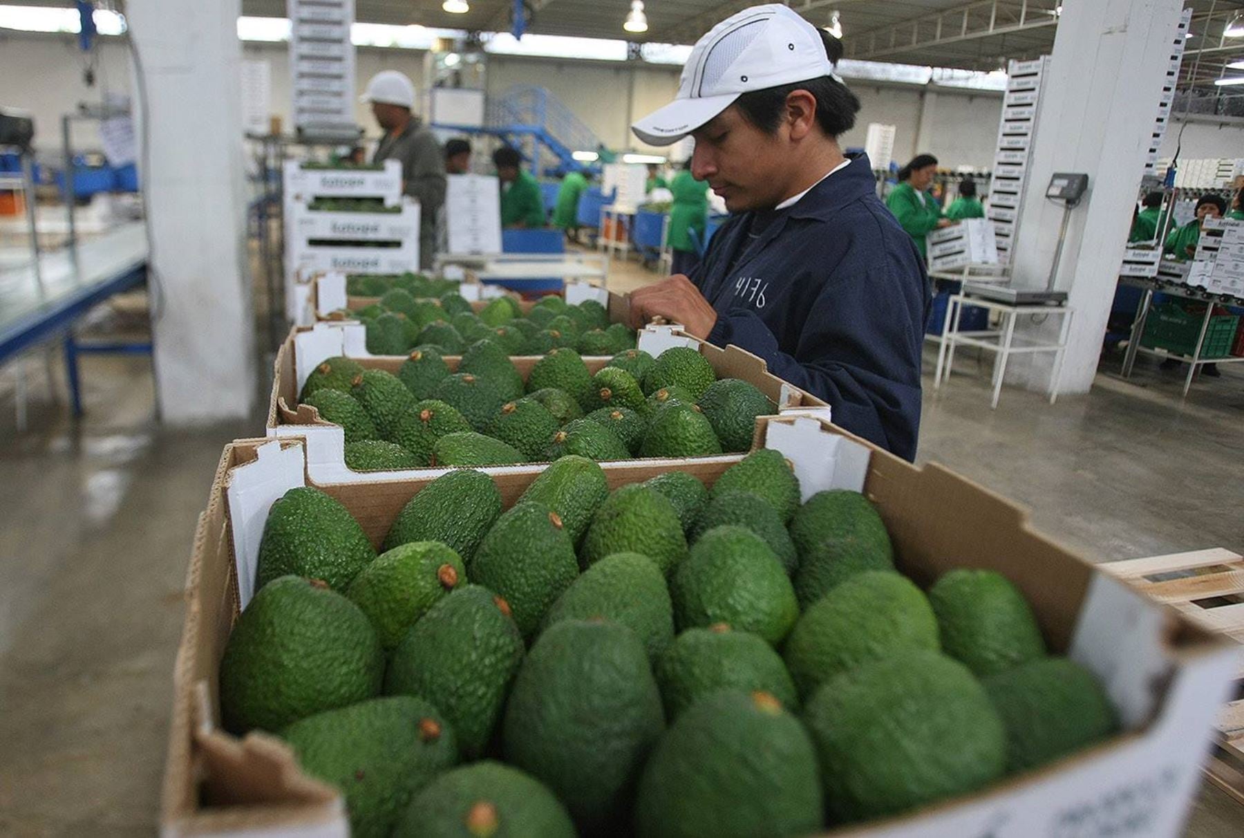 ¿Cómo va la productividad en el Perú ? (Foto: Andina)
