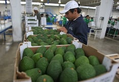 Paltas peruanas: aparece temor de que precio se afecte en mercado global, ¿por qué razones?