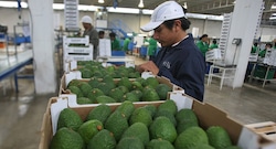 Paltas peruanas: aparece temor de que precio se afecte en mercado global, ¿por qué razones?