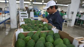 Paltas peruanas: aparece temor de que precio se afecte en mercado global, ¿por qué razones?