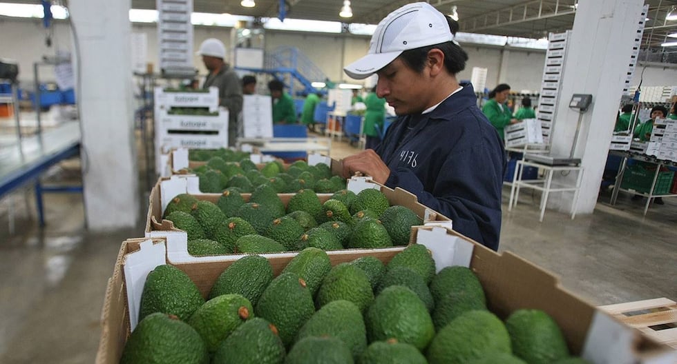 Perú y Chile empatan en exportaciones de aguacate