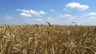 EE.UU. anuncia compra por US$ 68 millones de trigo ucraniano para enviarlos a países pobres