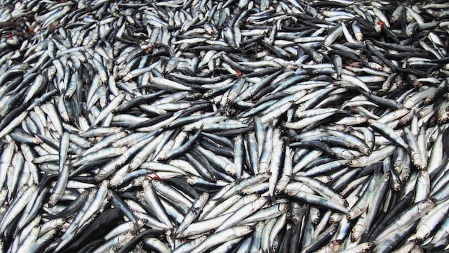 Pesca de anchoveta registra avance de 38% de cuota asignada para primera temporada