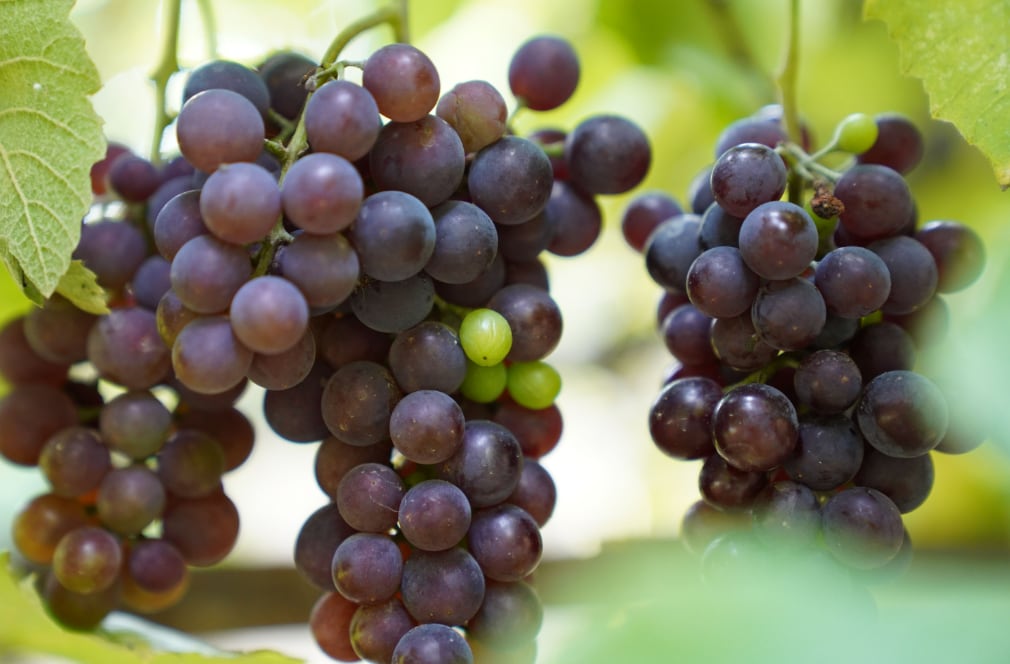 El modelo peruano de producción de uva recibe el reconocimiento de China, ¿pero qué propone el gigante asiático para mejorar? (Foto: Pexels)