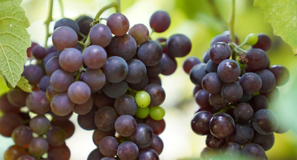 Perú lidera producción de uva con ventaja geográfica