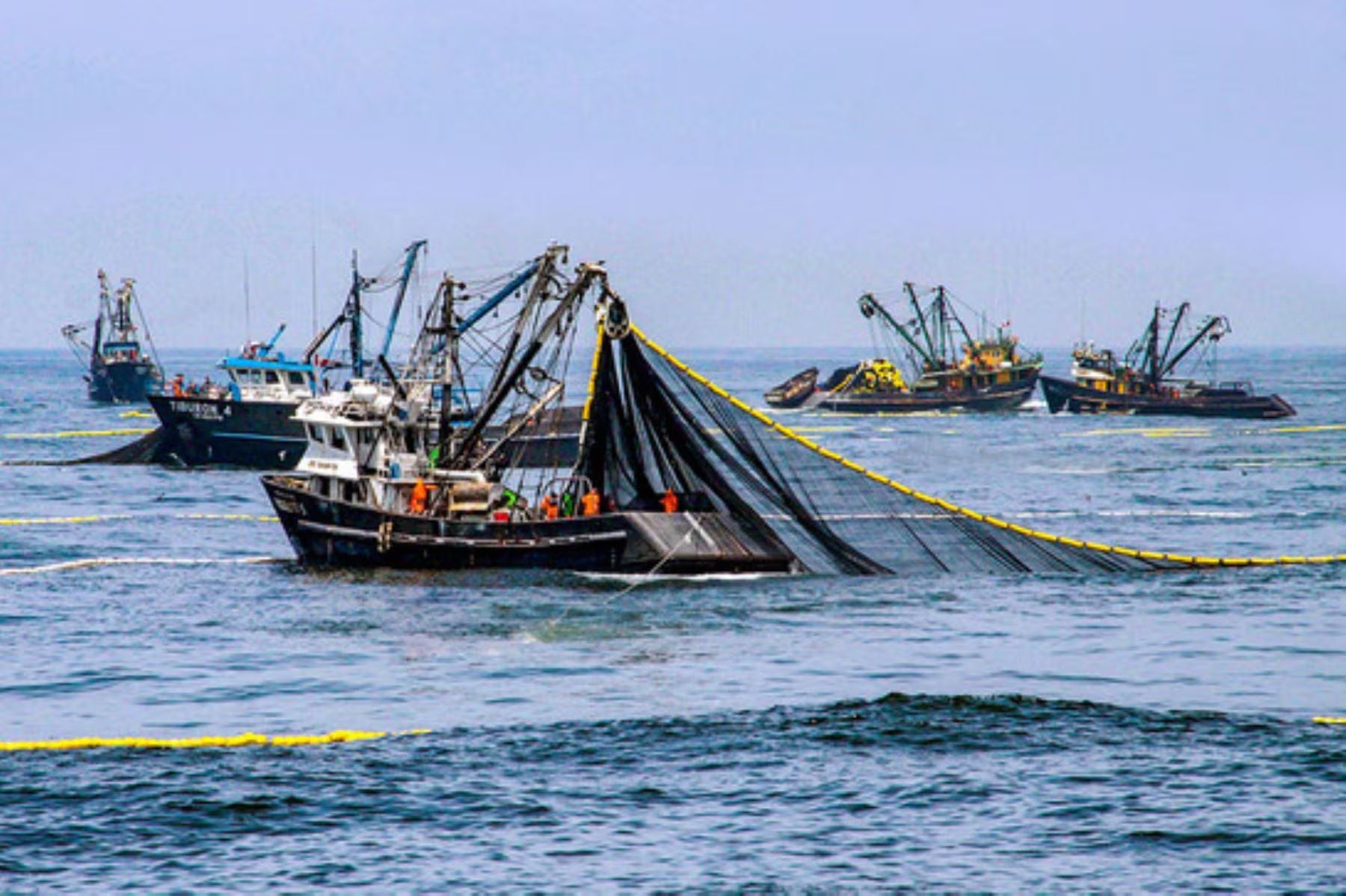Se busca mejorar las herramientas para la evaluación de las especies marinas. (Foto: Andina)
