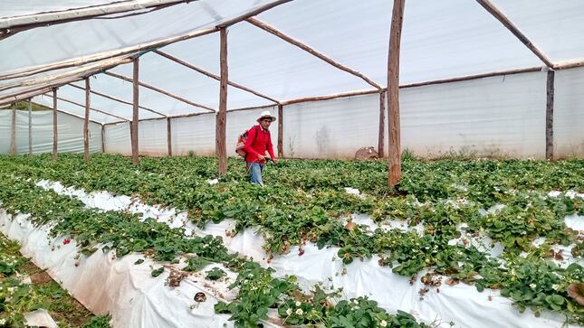 La floración es el momento previo a la producción de frutos y flores, mientras que la fructificación es el proceso por el cual una planta produce frutos. (Foto: Foncodes)