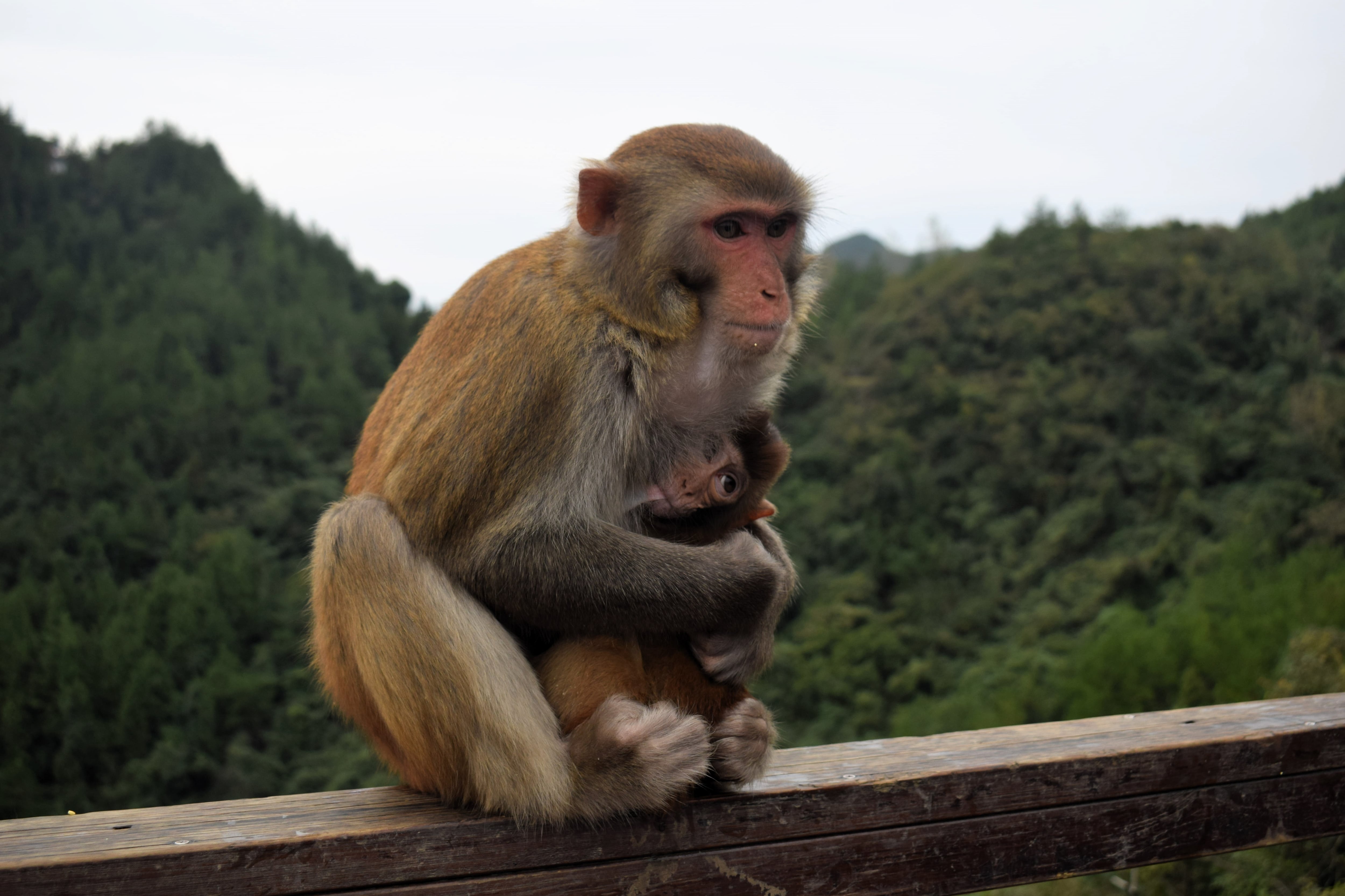 En el Parque Geológico de Yuyang (Qianlingshan) hay monos Macacos (como los Macacos Rhesus) que viven en libertad y bajan por cables para interactuar con turistas. Foto: Ani Lu Torres.
