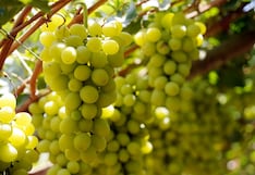 Exportaciones de uva crecen 4% y aceleran su apuesta por variedades premium