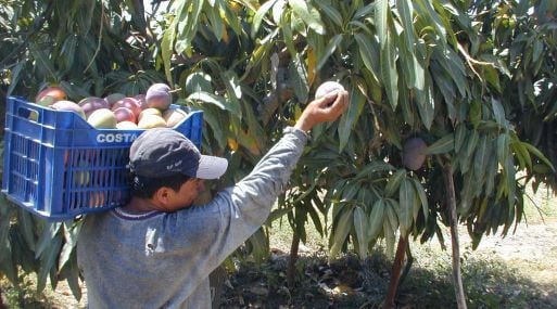 No hay acuerdo entre productores de mango y agroexportadores, para solucionar el conflicto originado por la caída en los precios de la fruta
