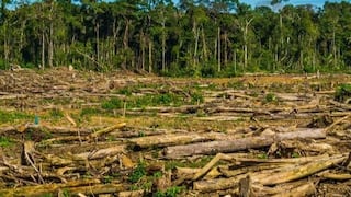 Comisión de Pueblos Andinos admite derogar cambios que aprobó el Congreso sobre la Ley Forestal