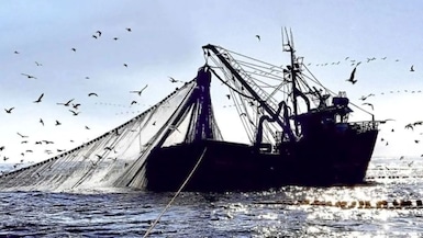 El Gobierno extendió la paralización de pesca de anchoveta ante los efectos del Fenómeno de El Niño, lo que podría repetir el impacto del 2023 en la cadena productiva. Foto: Andina.