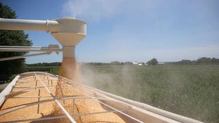 Agricultores de EE.UU. planean reducir áreas de maíz y trigo a pesar de la fuerte demanda