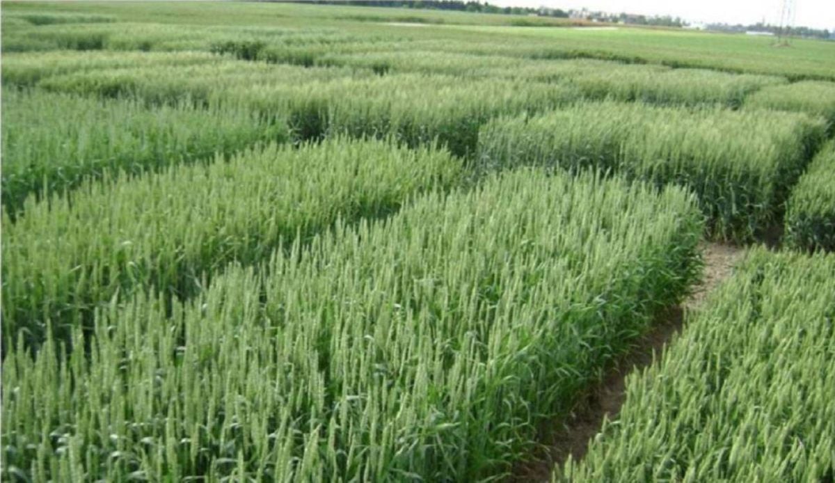 18 de marzo del 2011. Hace 15 años. Hay 25 mil hectáreas de arroz en riesgo de perderse.