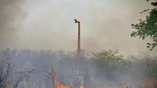 Amazonía brasileña registra el peor día de incendios en 15 años
