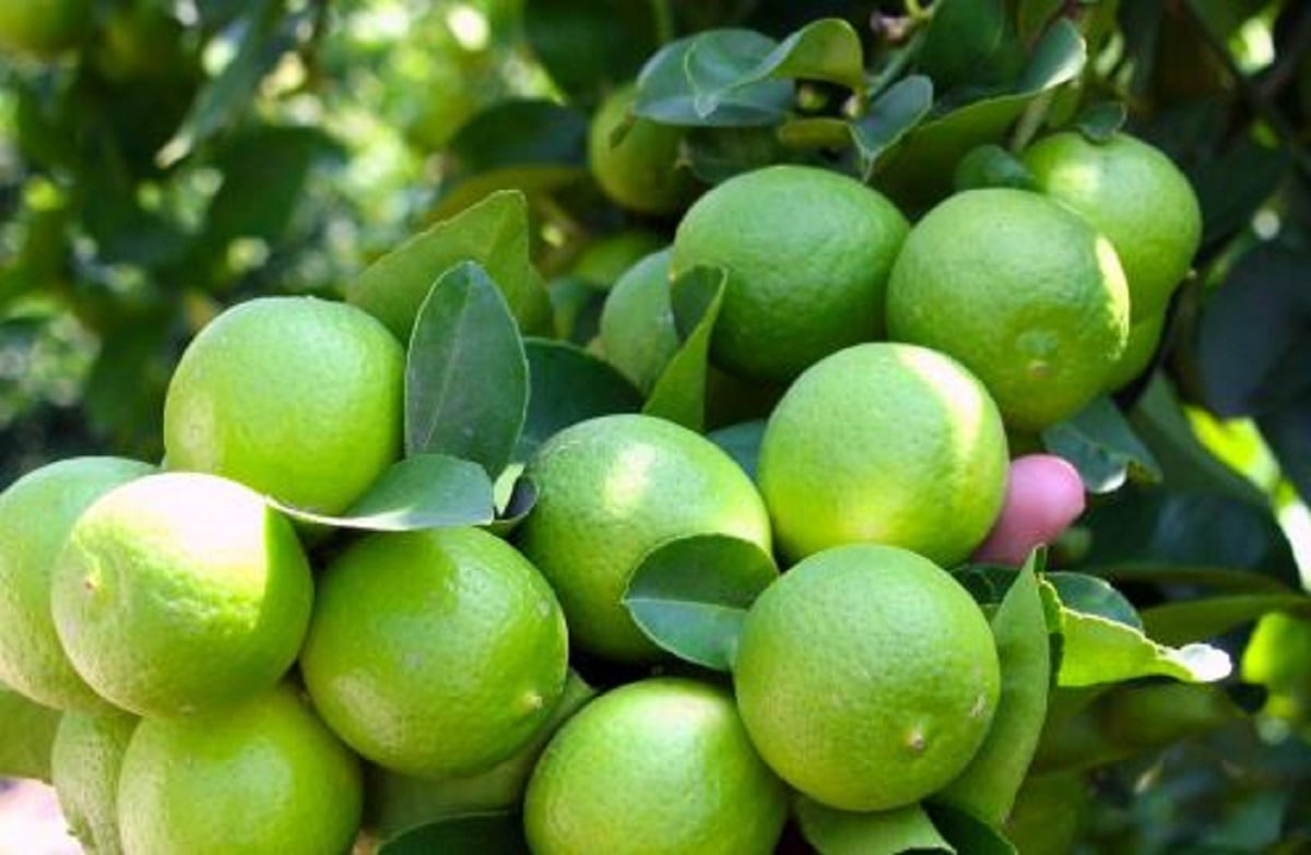 La producción de limón Tahití en Perú podría caer entre 30% y 40% en la próxima campaña por el impacto de El Niño, según Agrocitrus. (Foto: Minagri)
