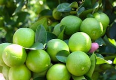 Agrocitrus estima caída de hasta 40% en producción de limón Tahití por El Niño