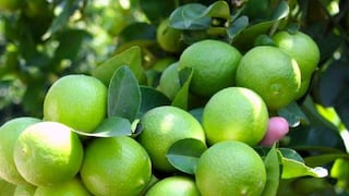 Agrocitrus estima caída de hasta 40% en producción de limón Tahití por El Niño
