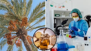 Aceite de palma en laboratorio: la alternativa que busca frenar el impacto ambiental
