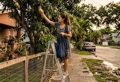 ¿Vas a tomar un mango del árbol del vecino? En Miami‑Dade podrías enfrentar multas y cargos por robo: esto es lo que debes saber
