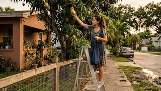 ¿Vas a tomar un mango del árbol del vecino? En Miami‑Dade podrías enfrentar multas y cargos por robo: esto es lo que debes saber