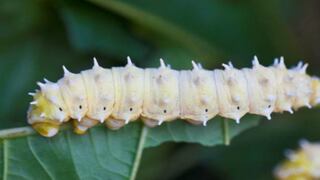 Innovan con gusanos de seda como alternativa a fibras sintéticas