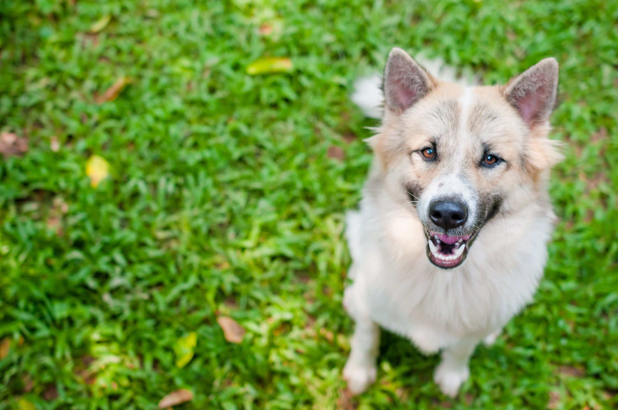 El equipo probó la capacidad de diez perros GWL para aprender el nombre de dos juguetes mientras su dueño hablaba de este y se lo mostraba a otra persona. Foto: Istock