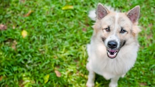 Algunos perros aprenden palabras escuchando conversaciones: “sabe el nombre de 200 juguetes”