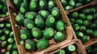 Palta todo el año: la jugada de Camposol en México para ganar terreno en Norteamérica
