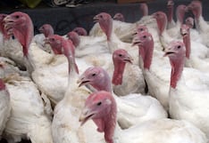 Proyectan más de 2 millones de pavos para Navidad y Año Nuevo 2026