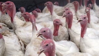 Proyectan más de 2 millones de pavos para Navidad y Año Nuevo 2026