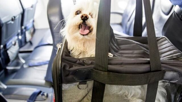 Si viajo con mi mascota, ¿quién es el responsable ante accidente o muerte en el traslado?